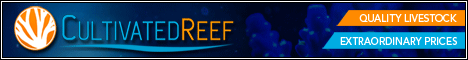Reef Aquarium Corals  - Cultivated Reef