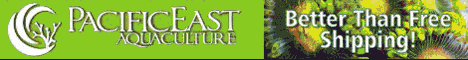 Reef Aquarium Corals and Clams - Pacific East Aquaculture