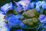 -zooanthid-rock-1-ps-jpg