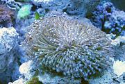 -flowerpot-coral-brown-5-ps-jpg