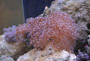 -frogspawn-7-jpg