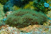 -green-star-polyps-1-ps-jpg