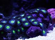 -post-43-1310446105_thumb-jpg