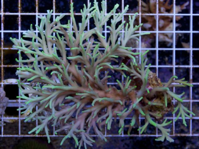 Name:  deep water acro new.jpg
Views: 299
Size:  57.2 KB