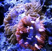 -pair-rock-anemone-shrimp-jpg