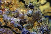 -yellow-star-polyps-2-ps-jpg