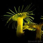 -yellowpolyps-7logo-mr-jpg