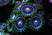 -2012-junio-zoas-jpg