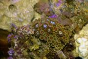 -zooanthid-rock-5-ps-jpg