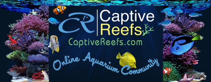 january 2012 captive reefs newsletter cr online community 4166 - August 2012 CR Newsletter