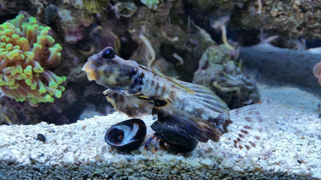 Name:  fish.jpg
Views: 346
Size:  101.4 KB