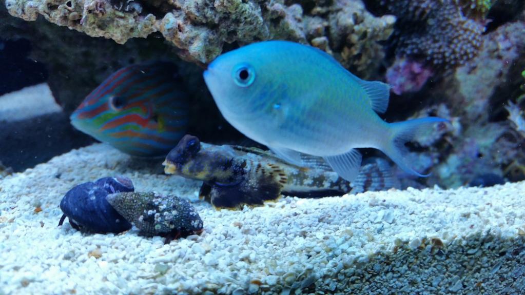 Name:  fish2.jpg
Views: 324
Size:  91.8 KB