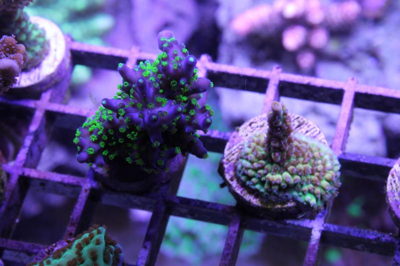 Name:  IMG_0673_zpscae93c8a.jpg
Views: 374
Size:  56.0 KB