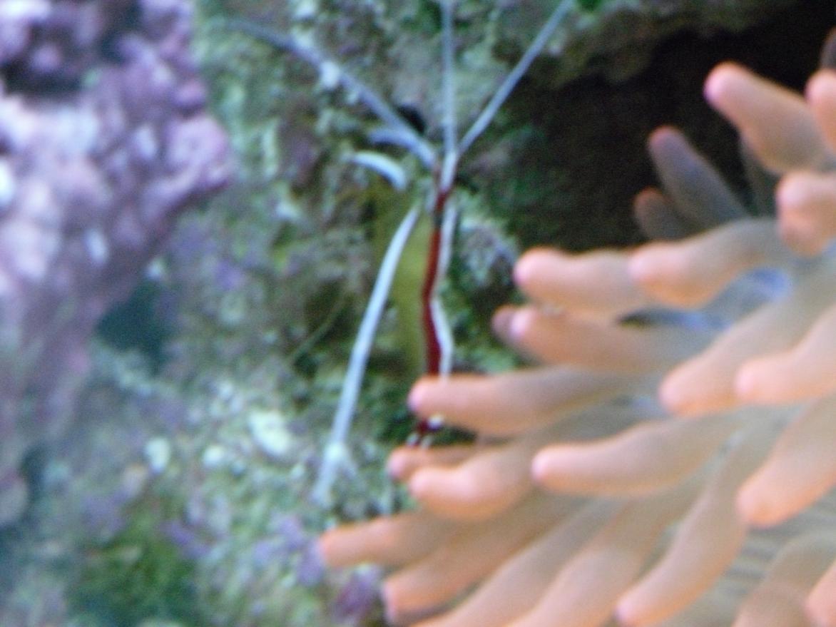 Name:  fish 001 - Copy.jpg
Views: 113
Size:  92.7 KB