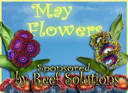 Name:  may-flowers-reef-solutions.jpg
Views: 2890
Size:  32.0 KB