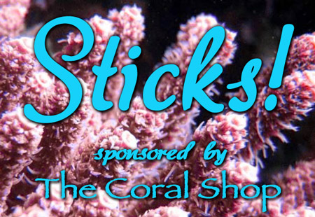 sticks photo contest sponsored coral shop sticks sps coral aquarium photo contest 4734 - STICKS photo contest - sponsored by The Coral Shop