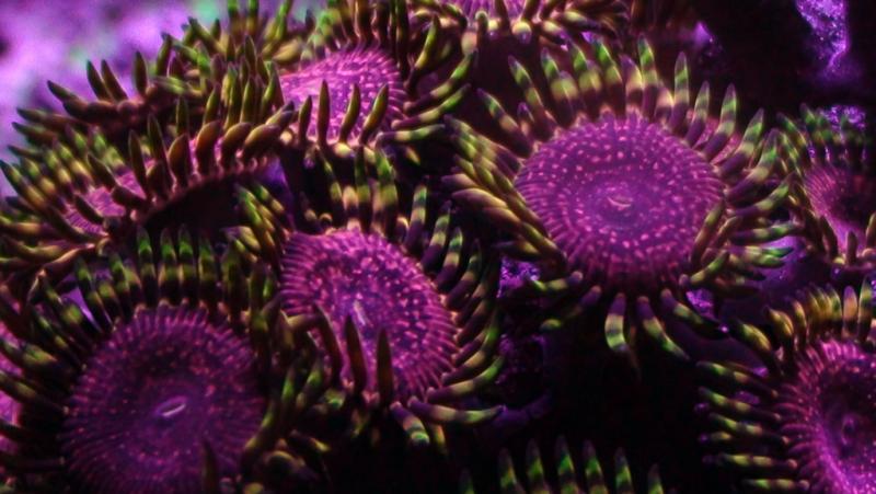 vote now colors photo contest sponsored cherry corals space monsters 5351 - COLORS - photo contest sponsored by Cherry Corals