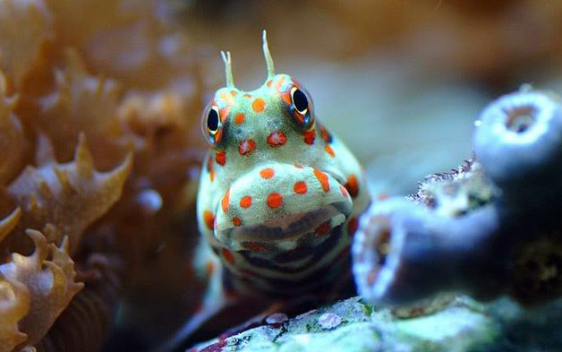 you vote now feast your eyes sponsored premium aquatics orange spotted blenny 3903 - Feast Your Eyes Photo Contest - sponsored by Premium Aquatics