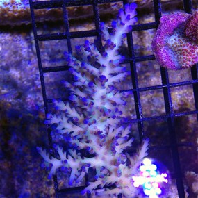 Name:  icefireechinata-285x285.jpg
Views: 69
Size:  35.2 KB
