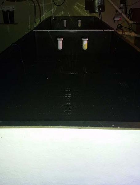 Name:  tank5.jpg
Views: 458
Size:  17.5 KB
