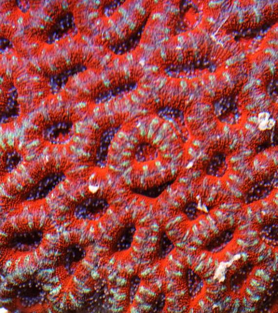 Name:  red.jpg
Views: 2484
Size:  96.4 KB