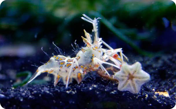 Name:  shrimp6.jpg
Views: 6145
Size:  28.9 KB
