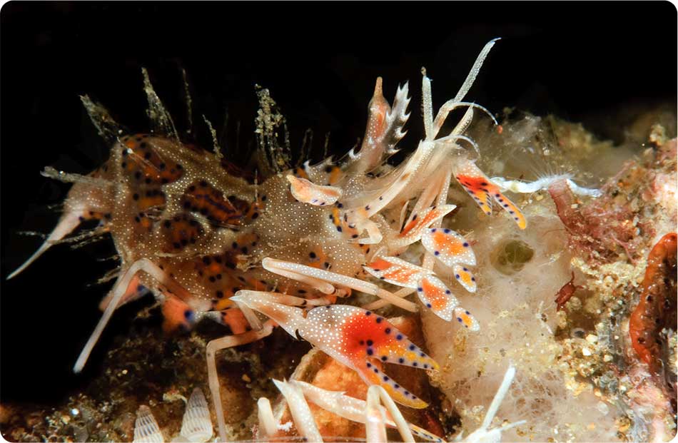 Name:  shrimp7.jpg
Views: 5145
Size:  72.8 KB