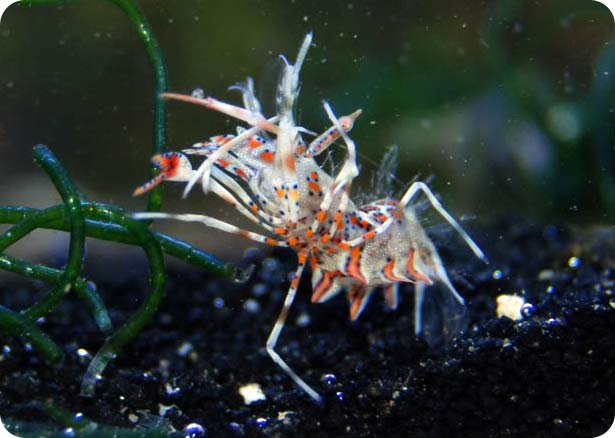 Name:  shrimp8.jpg
Views: 5255
Size:  35.2 KB