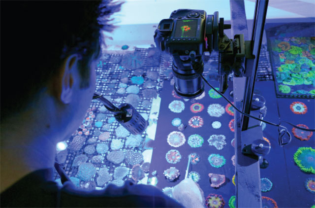 Name:  videotaping-coral.jpg
Views: 304
Size:  66.7 KB