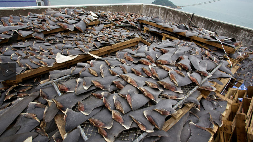 attachmentphp?attachmentid5896 - Shark Fin Industry