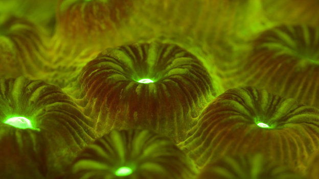 Name:  coral_wide-41f6540defa92c3e3b9e6776cc7001cae89b3d7a-s4-c85.jpg
Views: 383
Size:  47.4 KB