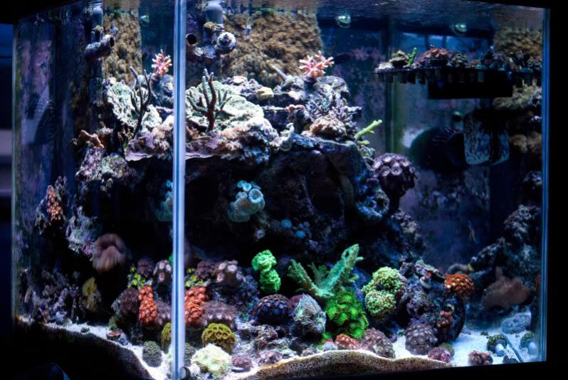 Name:  full tank.jpg
Views: 1390
Size:  83.7 KB