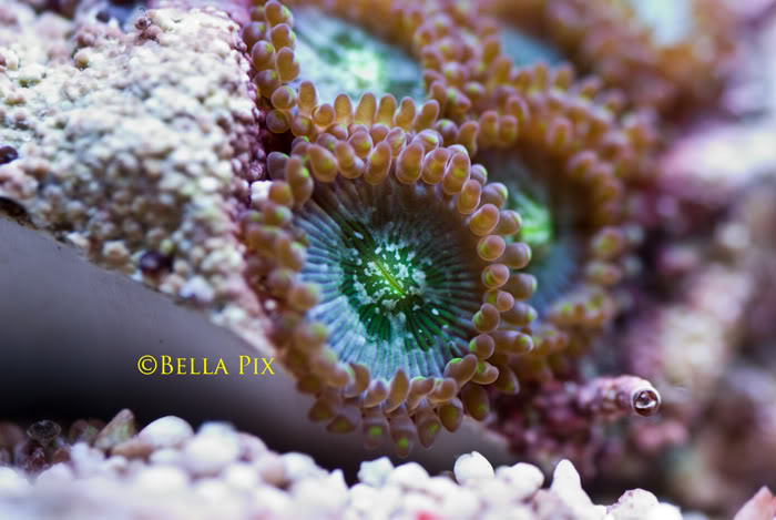 Name:  Planet-earth.jpg
Views: 923
Size:  56.2 KB