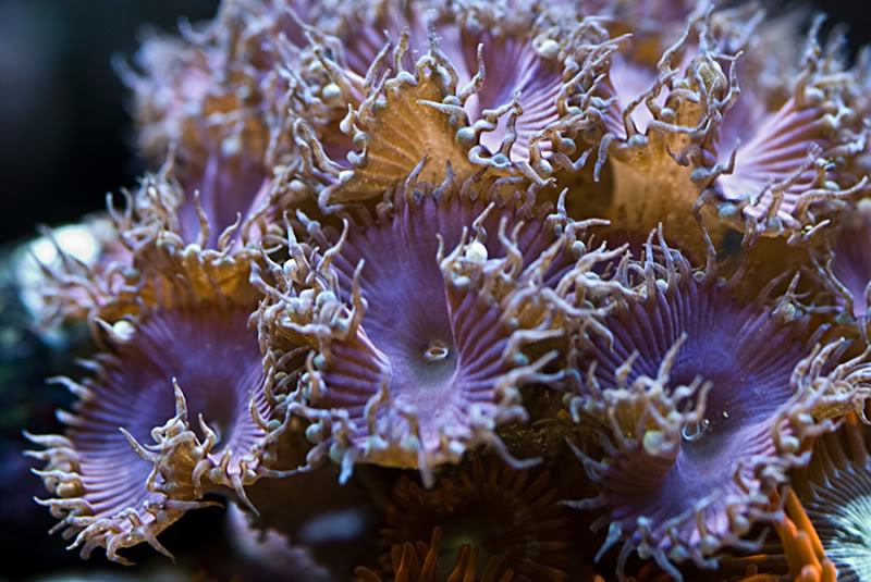 Name:  Purple-Death1.jpg
Views: 788
Size:  97.6 KB