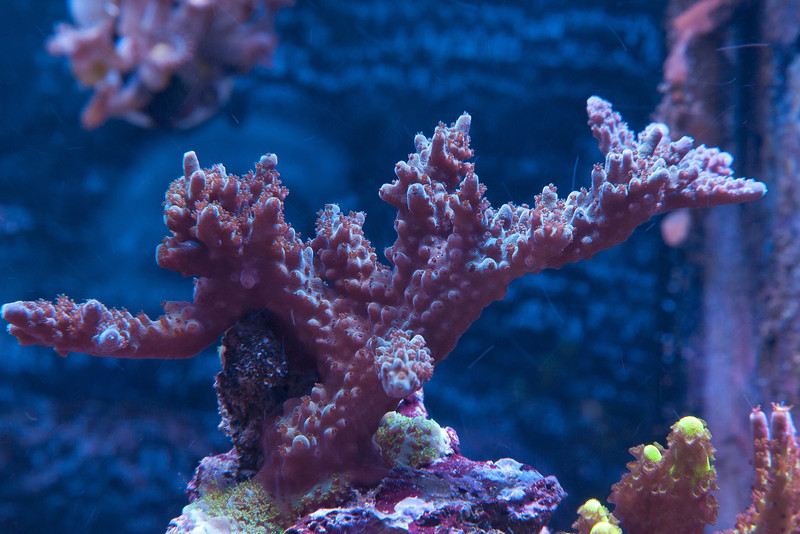 Name:  acro.jpg
Views: 1477
Size:  151.5 KB
