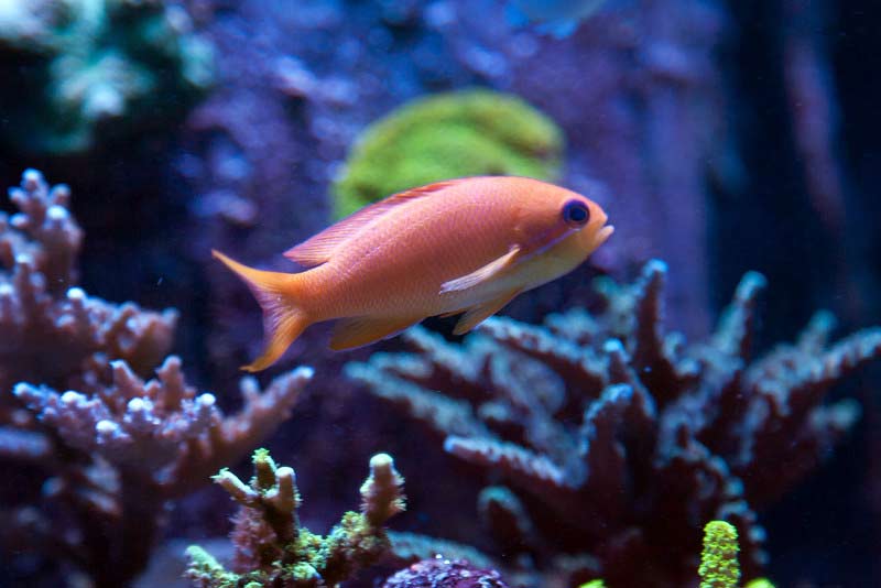 Name:  anthias2.jpg
Views: 2224
Size:  42.2 KB