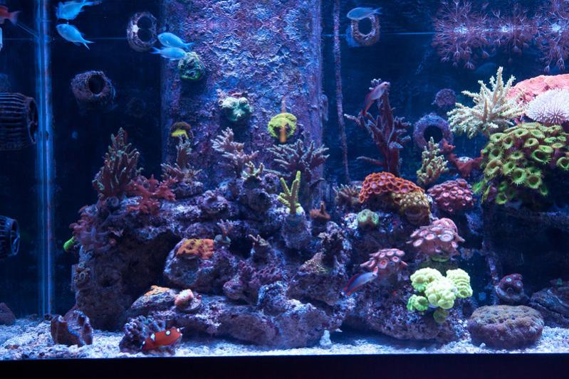 Name:  aquarium-left.jpg
Views: 3475
Size:  90.5 KB