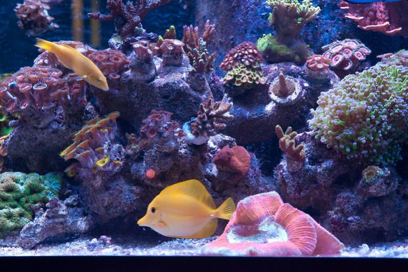 Name:  aquarium-middle.jpg
Views: 2539
Size:  95.3 KB