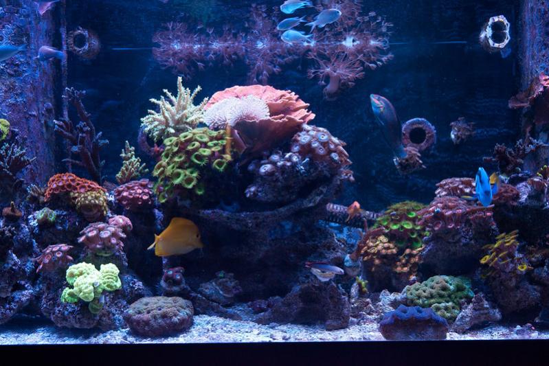 Name:  aquarium-right.jpg
Views: 3526
Size:  83.1 KB