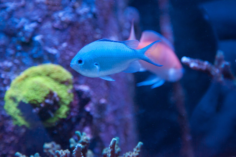 Name:  chromis.jpg
Views: 3167
Size:  101.9 KB