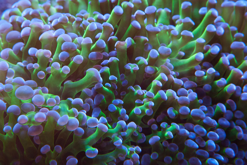 Name:  frogspawn.jpg
Views: 1179
Size:  176.7 KB