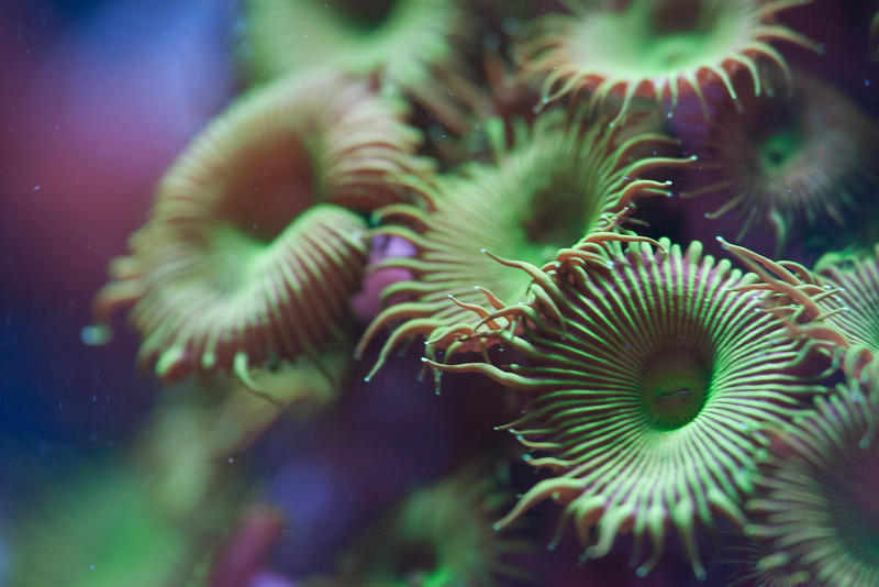 Name:  green-palys.jpg
Views: 1260
Size:  113.1 KB