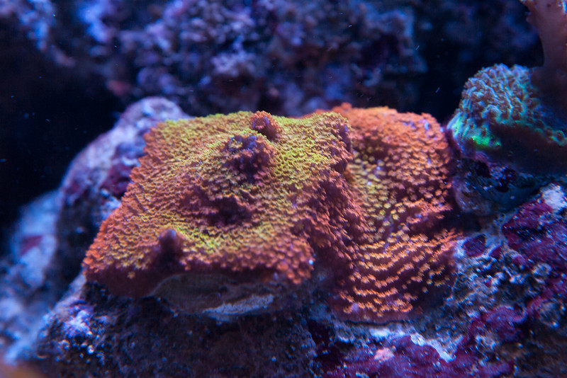 Name:  rainbow-montipora.jpg
Views: 4325
Size:  175.8 KB