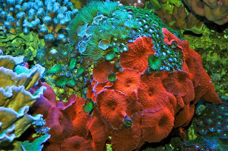 Name:  red-mushroom-coral.jpg
Views: 5964
Size:  125.3 KB