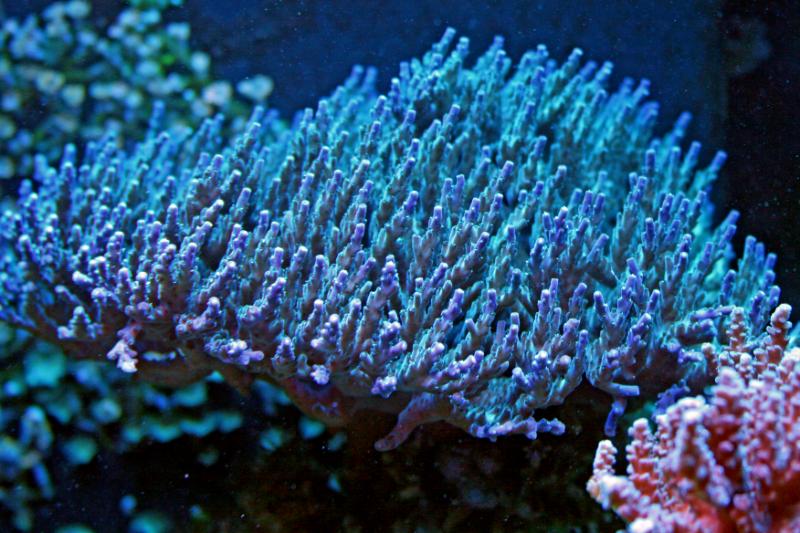 Name:  tabling-acropora.jpg
Views: 4743
Size:  85.5 KB