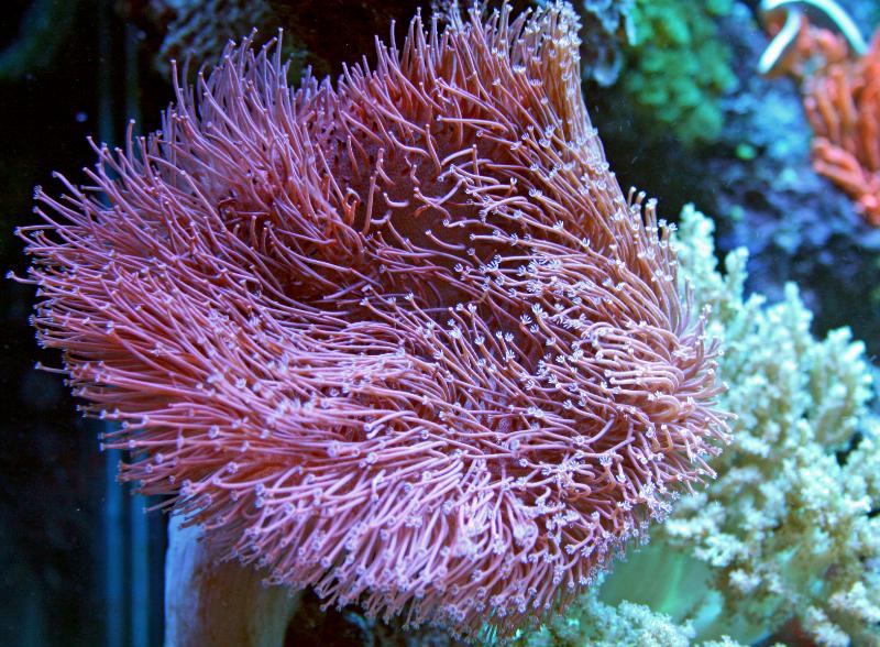 Name:  toadstool-leather-coral.jpg
Views: 3008
Size:  119.3 KB