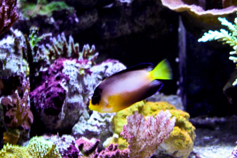 Name:  multicolor-angelfish.jpg
Views: 3041
Size:  64.8 KB