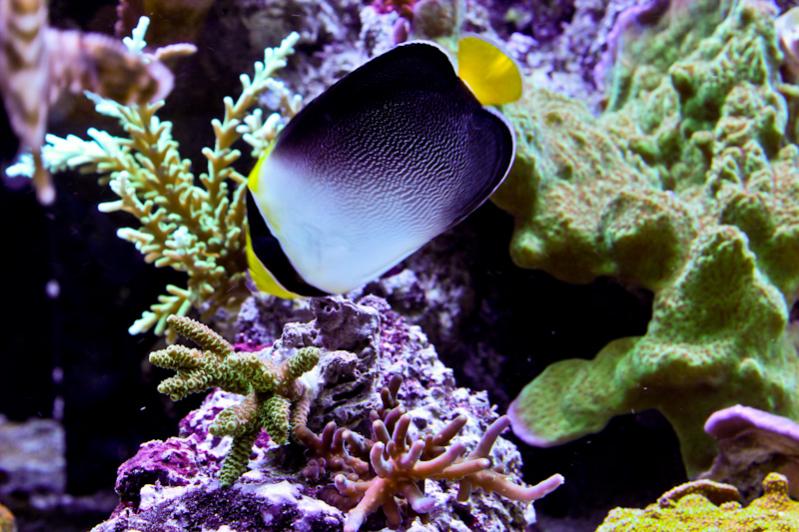 Name:  singapore-angelfish.jpg
Views: 2696
Size:  82.2 KB