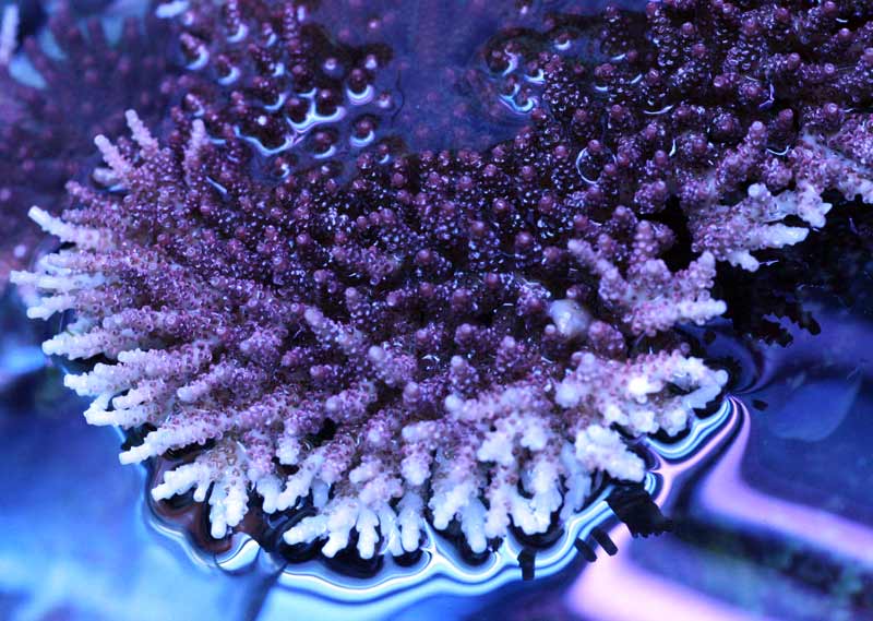 Name:  acropora.jpg
Views: 2400
Size:  75.2 KB