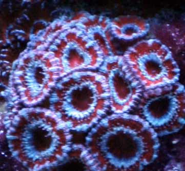 Name:  red-acans.jpg
Views: 1790
Size:  21.4 KB